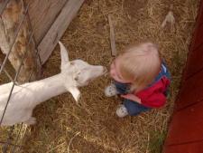 Goat Kiss